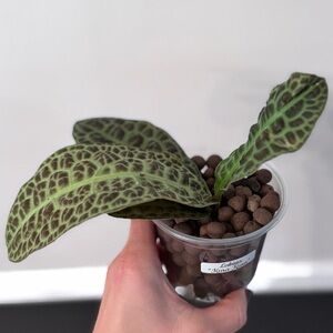 SOLD on FB MP *Imported* Rare Labisia “Kura Kura” Collector’s Plant
